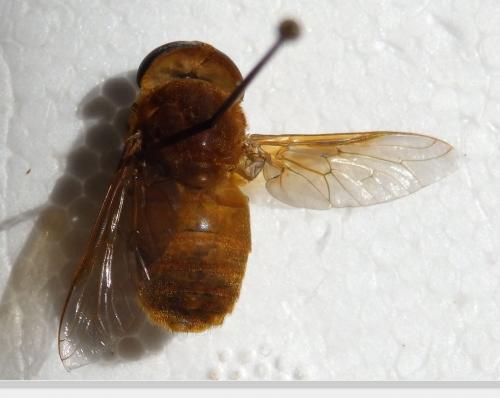 Réf. 216 311 : Cryptotylus sp.